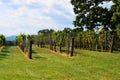 Vineyards at rural Georgia, USA