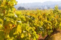 Vineyards of rustic varieties in the Itata Valley, Chile. Royalty Free Stock Photo