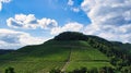 Vineyards in Saarburg in Saarland. View of the vineyards Royalty Free Stock Photo