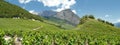 The vineyards of saillon wallis switzerland Royalty Free Stock Photo