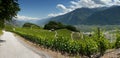 The vineyards of saillon wallis switzerland Royalty Free Stock Photo