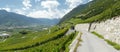 The vineyards of saillon wallis switzerland