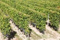Vineyards of Saint Emilion Bordeaux Aquitaine France in sunny summer day