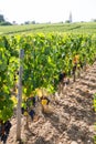 Vineyards at Saint Emilion bordeaux France Royalty Free Stock Photo