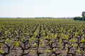 Vineyards of Saint Emilion Bordeaux in spring french vinery Royalty Free Stock Photo