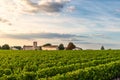 Vineyards of Saint Emilion, Bordeaux. Wineyards in France. Rows of vine on a grape field. Wine industry Royalty Free Stock Photo