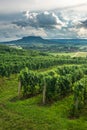 Vineyards with the Saint George Hill in Balaton Highlands, Hungary Royalty Free Stock Photo