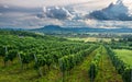 Vineyards with the Saint George Hill in Balaton Highlands, Hungary Royalty Free Stock Photo