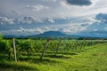 Vineyards with the Saint George Hill in Balaton Uplands, Hungary Royalty Free Stock Photo