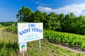 vineyards of Saint Veran, Burgundy, France