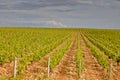 Vineyards of Sancerre