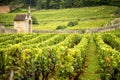 Vineyards in Savigny les Beaune, near Beaune, Burgundy, France Royalty Free Stock Photo