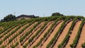 Vineyards, Silverado Trail, Napa Valley, California, United States