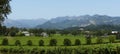 Vineyards, Silverado Trail, Napa Valley, California, United States