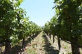 Vineyards, Silverado Trail, Napa Valley, California, United States