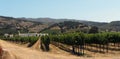 Vineyards, Silverado Trail, Napa Valley, California, United States