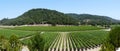 Vineyards, Silverado Trail, Napa Valley, California, United States