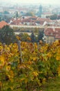 Vineyards in the slope of Prague Castle hill