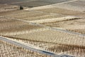 Vineyards in the snow Royalty Free Stock Photo