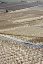 Vineyards in the snow Royalty Free Stock Photo