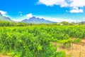 Vineyards South Africa