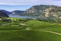 Vineyards in the south Okanagan near Pentiction British Columbia Canada with Vaseux Lake in the background