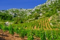 Vineyards, southern coast of Hvar island