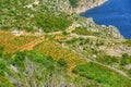 Vineyards, southern coast of Hvar island