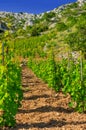 Vineyards, southern coast of Hvar island