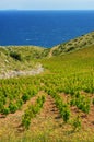 Vineyards, southern coast of Hvar island, west of