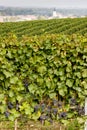 vineyards, Southern Moravia, Czech Republic