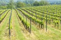 Vineyards in springtime at Lake Balaton Royalty Free Stock Photo