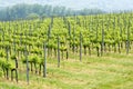 Vineyards in springtime at Lake Balaton Royalty Free Stock Photo