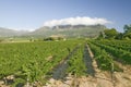 Vineyards of Stellenbosch wine region, outside of Cape Town, South Africa Royalty Free Stock Photo