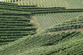 Vineyards stripes Royalty Free Stock Photo