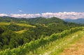 Vineyards in Styria,Austria Royalty Free Stock Photo