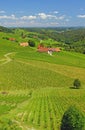 Vineyards in Styria,Austria Royalty Free Stock Photo