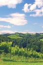 Vineyards in Styria,Austria Royalty Free Stock Photo