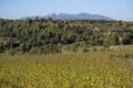 Vineyards in Subirats in Penedes wine region Royalty Free Stock Photo