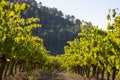 Vineyards in Subirats in Penedes wine region Royalty Free Stock Photo