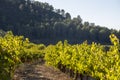 Vineyards in Subirats in Penedes wine region Royalty Free Stock Photo