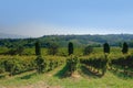 Conegliano vinyards in summer Royalty Free Stock Photo