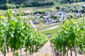 Vineyards in summer with the village of Rech in the background