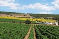 Vineyards, Andalusia, Spain.