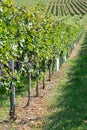 Vineyards on a Sunny Day in Autumn Harvest. Landscape with Organic Grapes on Vine Branches. Ripe Grapes in Fall. Royalty Free Stock Photo