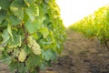 Vineyards and sunny day, France Royalty Free Stock Photo