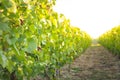 Vineyards and sunny day, France Royalty Free Stock Photo