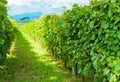 Vineyards sunny day with white ripe clusters of grapes. Italy Lake Garda. Royalty Free Stock Photo