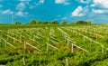 Vineyards sunny day with white ripe clusters of grapes. Italy Lake Garda. Royalty Free Stock Photo