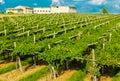 Vineyards sunny day with white ripe clusters of grapes. Italy Lake Garda. Royalty Free Stock Photo